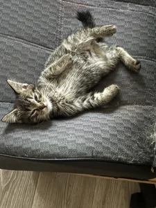 Jennifer_Broccoli My cats😽 Εικόνα 4