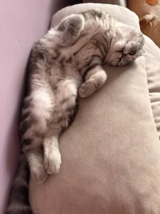 gRey junior 🐱 de ReiYosimoto Foto 8