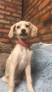 My baby 🐶 de charlotbelucci_  6 photos