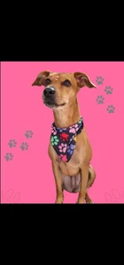 My beautiful pet 🐶 Athenea de luissa_xx  2 Imagens