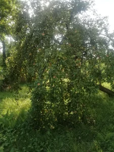 ExquisiteMature Blessings of a mystical tree Poză 8