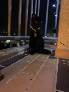 anapuala_sexxxのlove of my life 🥺Pandora 🐈‍⬛ Tomas 🐈の 5枚の写真