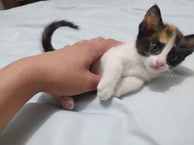 MitchellXD My cat "kiki" Foto