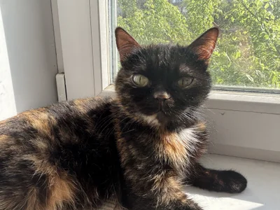 Jennifer_Broccoli My cats😽 Εικόνα 3