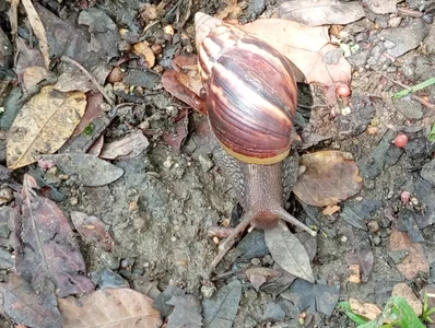 Atley_Dolly Weird stuff Hình 8