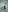 Lattea's photo
