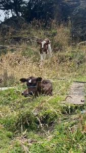 Valentinalau Casualidades Pic