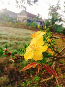 Nhatvyy's photo