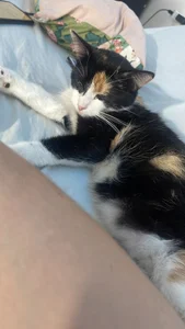 Muscle_King_Cum My Cats 사진 2