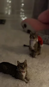 NatalForsy My kittys^^ Kuva 2