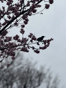 Spring in Japanese 🌸 Kawazu sakura and a little bird enjoying the blossoms. de aria_nozomi  2 Imagens