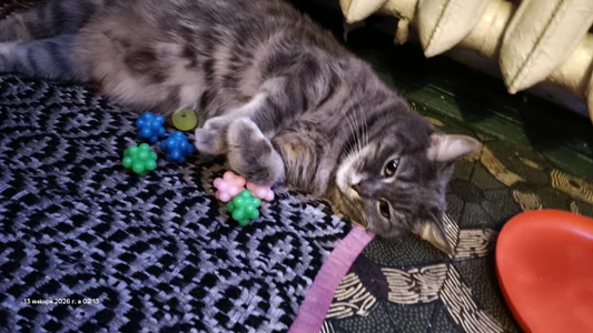 swett_girll my cat 🥰🐈 Hình 5