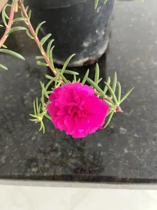 steven_smith05のSteven Smith 2025の 6枚の写真