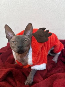 IsabellaBler My favorite cat Pic 4