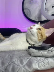 Ban_Merlin Don Apolo🐱🤍 Poză 6