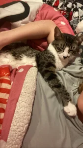 chickenlittle_uwu bebe (my cat the reason im still alive uwu) Pic 6