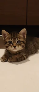 KANNA-xxx 愛猫 Immagine  3