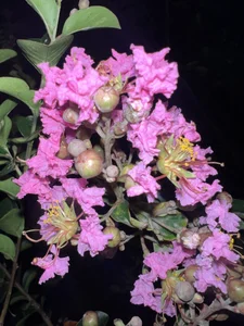 ronald_thompson20 Amo la fotografía. I love photography Pic 9