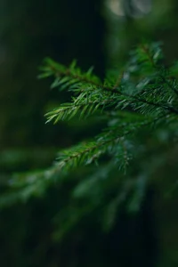 My work as a photographer de Mira_Fyre  8 Imagens