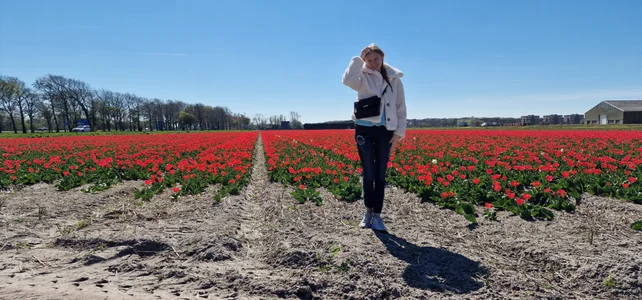 _Carrie_ Na polu tulipanów 🌷 Immagine  2