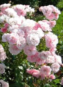 Audrey_Aura ROSES Foto 3