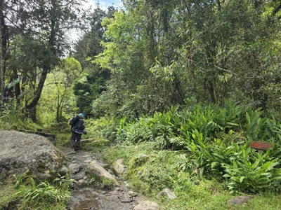 TigerStripes1_ Nature Εικόνα 3