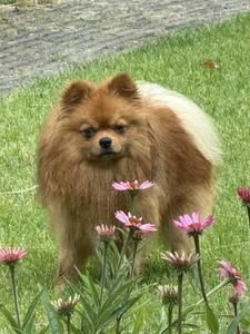 CurvyKimmy1 Love bug Foto 4