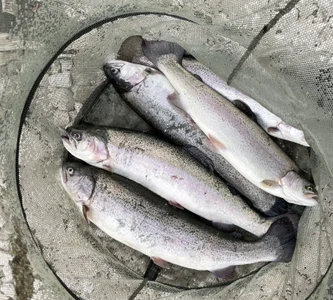 AliceLebel Barbecue and Fishing Immagine  5