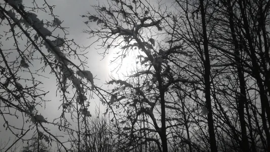 ExquisiteMature Winter Sun Poză 3