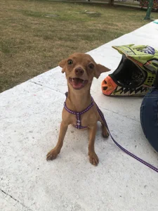 Zdjęcia SofiaRousel These are my pets ❤️:  4