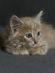 Oscar od SweetGirl1-  3 snímek