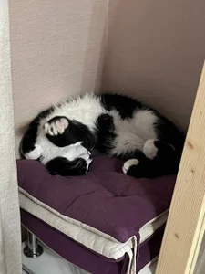 alicefloww Quiet company Poză 9