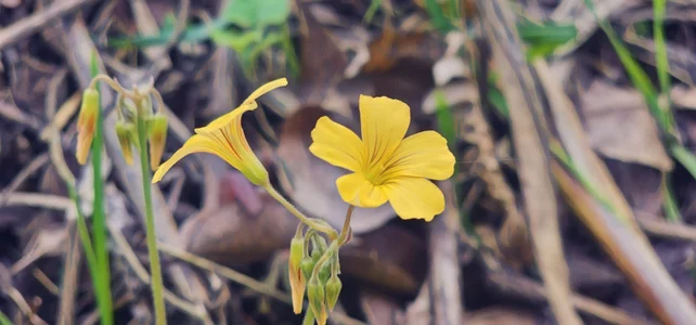 Kore_Persephone Public Billede