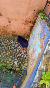 haiden-hot19cm Animales Pic 9