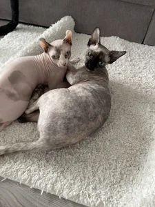 PassionAnn: My cats ( 2 фото)