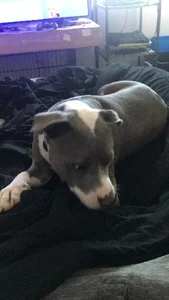 bottombeargaming THE ONLY WOMAN FOR ME Pic 4