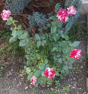 Chanelll_Taylorr_ Beautiful flowers presented by Pascalou Foto