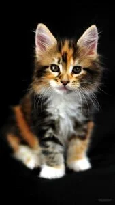 Audrey_Aura KISA Foto 7