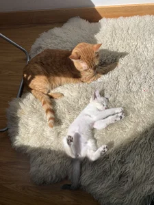 Alirawrz My cats Pic 6