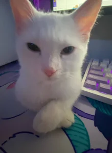 My cutties cat Asya :3 de NovaEva_ Foto 2