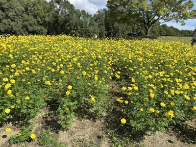 xxoLENAoxx expo a Osaka Foto 6