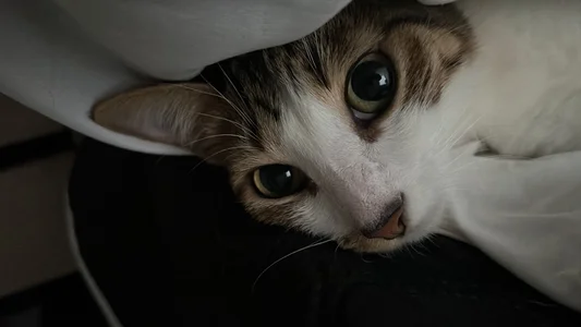 My babies 💕 de LITTLE-VIVI Foto 5