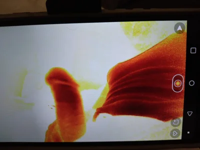 Zdjęcia lilpervt D PEES:  7