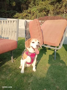 doggiepossession Public 사진 4