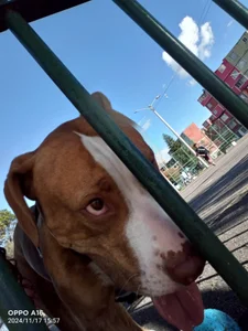 Eva_lenox I present to you my pet! Valka ♥ Pic