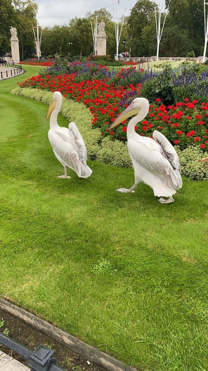 brandy23290 immagine di tendenza 6985