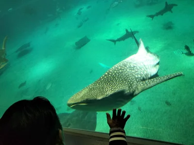 Public de Angels1-2-3-4-5 Foto 3