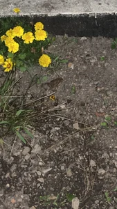 Alma- My Plants☘️🌿 Pic 3