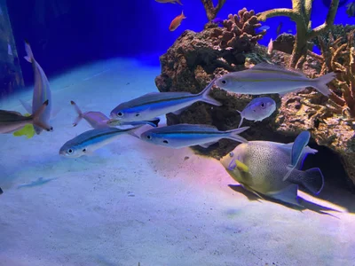Zdjęcia mami_ch 水族館にいきました🐟:  3