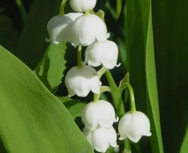 Audrey_Aura LILY OF THE LILY MY FAVORITE FLOWERS Pic 4